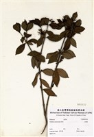 藏品(山黃梔)的圖片